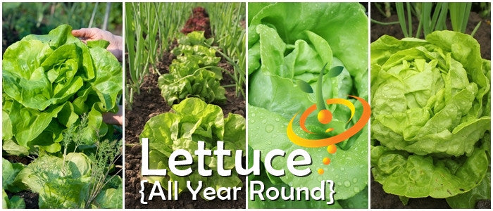 Lettuce - All Year Round.