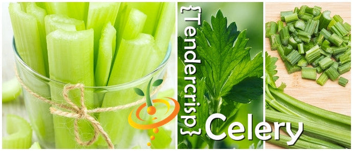 Fresh tendercrisp celery stalks in glass, close-up of celery leaf, and chopped celery on cutting board