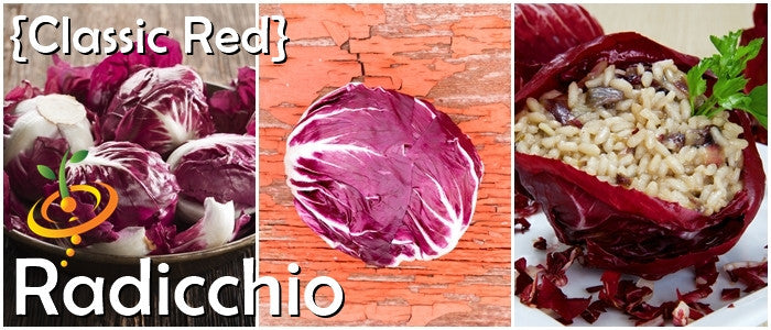 Radicchio - Classic Red.