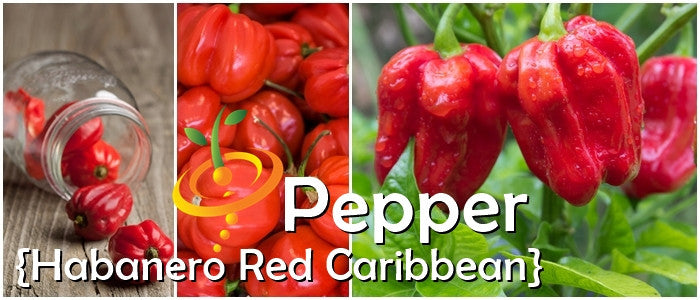 Pepper - Habanero Red Caribbean.