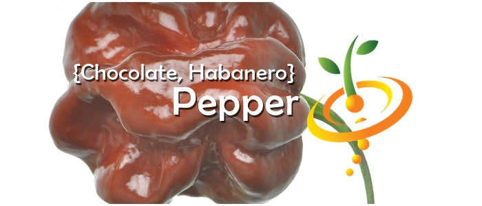 Pepper - Habanero Chocolate.