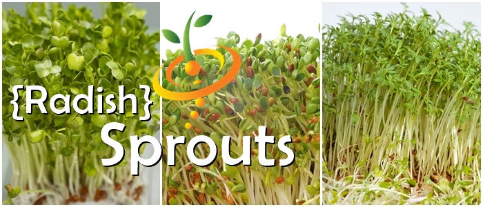 Sprouts/Microgreens - Radish, Classic.