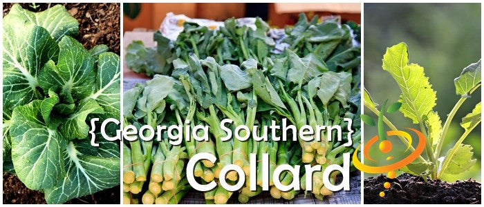 Collard - Georgia Southern.