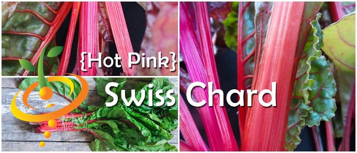 Swiss Chard - Hot Pink.