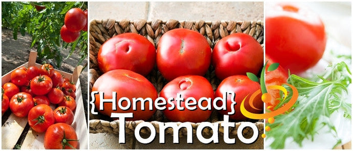 Homestead Tomato determinate seeds by SeedsNow, showing vibrant green tomato seedlings in a garden setting.