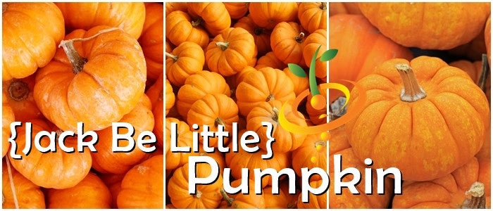 Pumpkin - Jack Be Little.