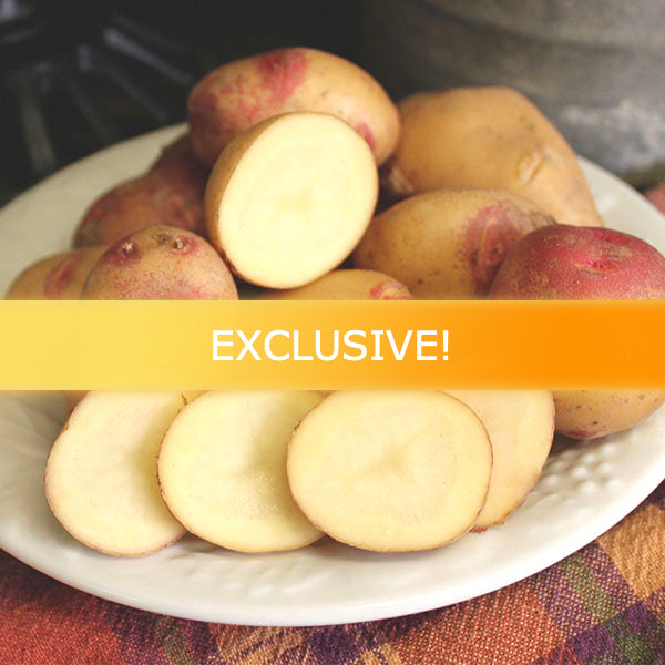 Potato (Mid-Season) - Peruvian Sunrise Gold - SeedsNow.com