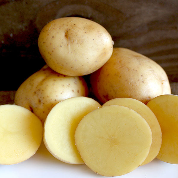 Organic late-season potato seed from SeedsNow-Potatoes, showing fresh, healthy potato tubers ready for planting.