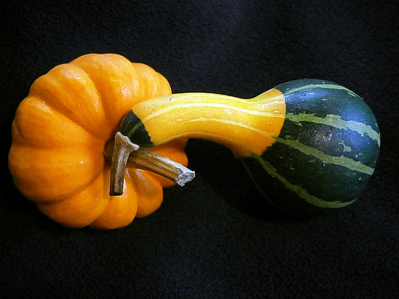 Gourd - Pear (Small), Bi-Color - SeedsNow.com