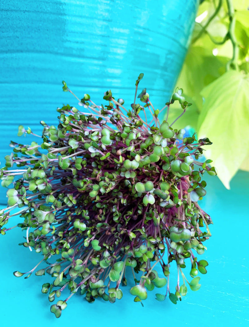 Sprouts/Microgreens - Cabbage, Red Acre