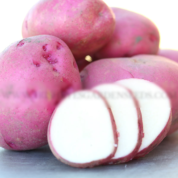 Potato (Mid-Season) - Red Pontiac - SeedsNow.com