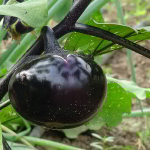 Round black eggplant (aubergine) SeedsNow seeds showing glossy, dark purple skin and round shape on a white background.