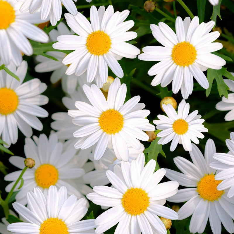 Flowers - Daisy, Shasta - SeedsNow.com