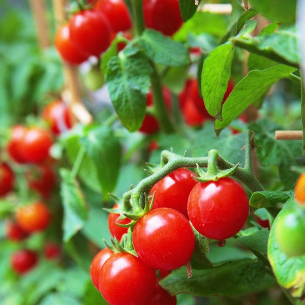 Tomato - Gardener's Delight/Sugar Lump (Indeterminate)