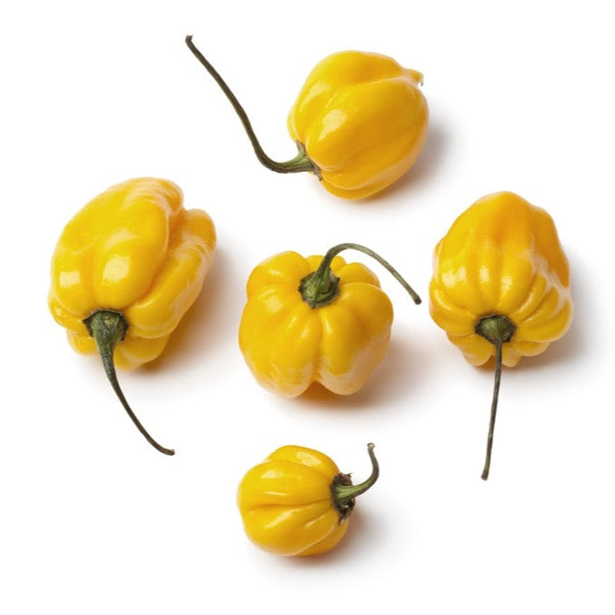 Pepper (Hot) - Scotch Bonnet, Yellow 🔥🔥🔥 - SeedsNow.com
