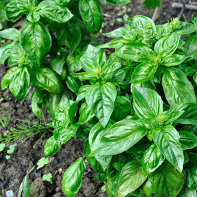 Close-up of vibrant Italian Large Leaf Basil plant with bright green, crinkled leaves growing in soil