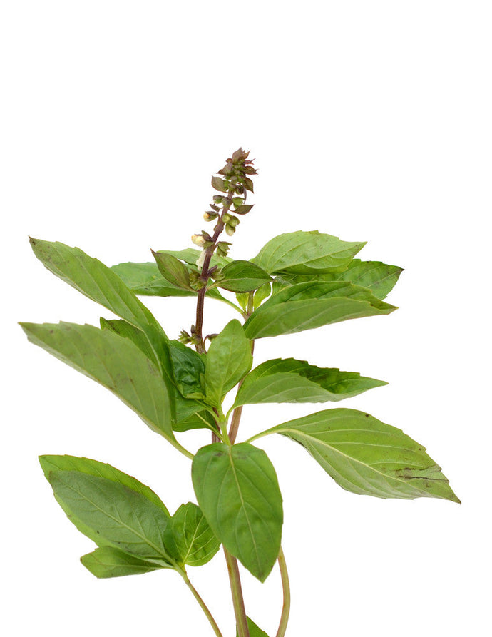 Mexican basil seeds from SeedsNow, showing small green basil seeds on a white background, ideal for planting and herb gardening.