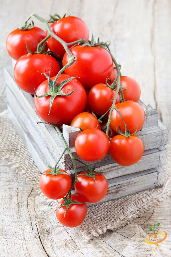 Organic Money Maker Tomato Non-GMO Seeds 