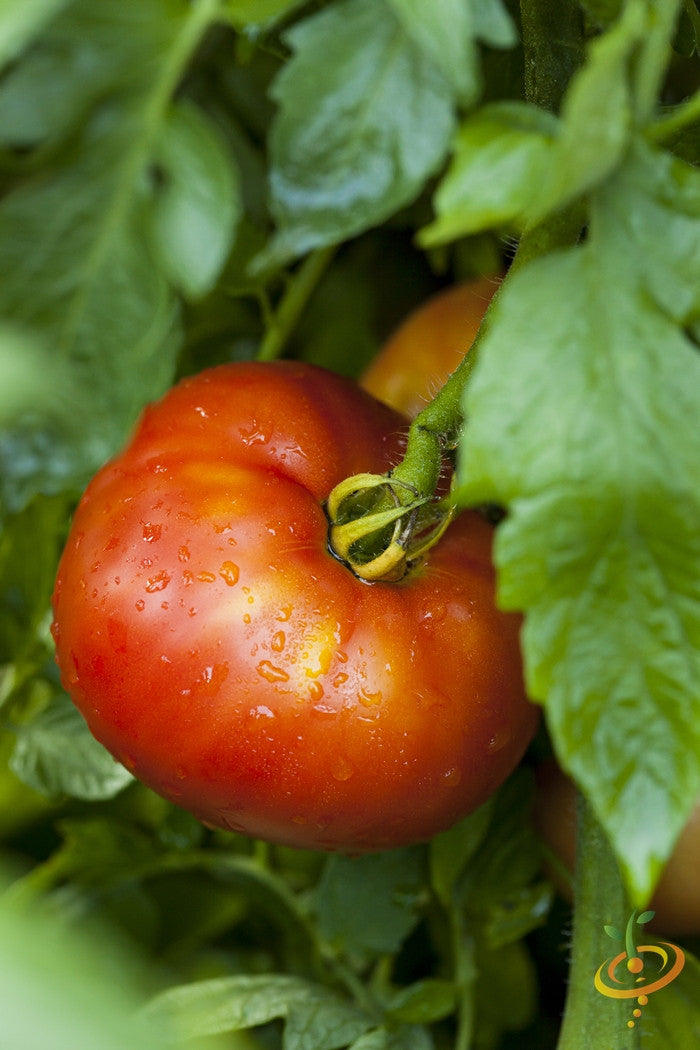 Mortgage Lifter Tomato Seeds  (100% Heirloom/Non-Hybrid/Non-GMO)