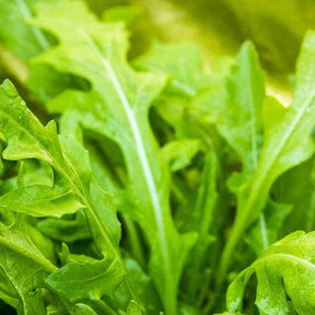 Close-up of fresh green heirloom NON-GMO arugula leaves growing in a garden