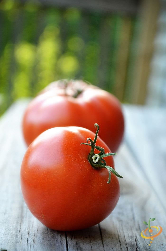 Tomato - Marglobe Supreme (Indeterminate) - SeedsNow.com