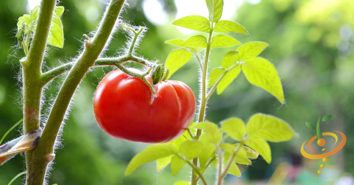 Tomato - Manitoba (Determinate)