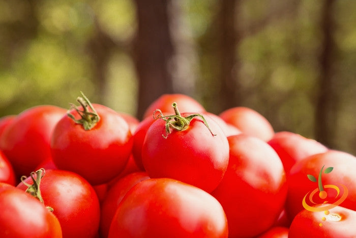 Tomato - Manitoba (Determinate) - SeedsNow.com