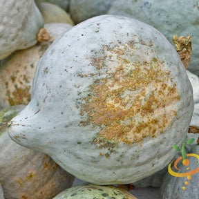 Fresh Hubbard Blue winter squash with green and blue skin, displayed on a rustic wooden surface.