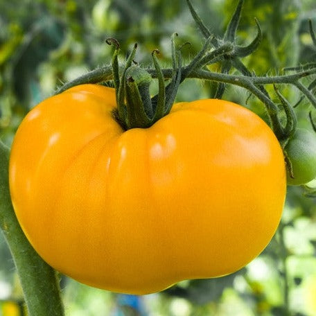 Tomato - Brandywine, Yellow (Indeterminate) - SeedsNow.com