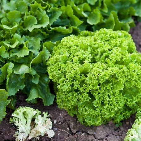 Lettuce - Lollo Bionda - SeedsNow.com