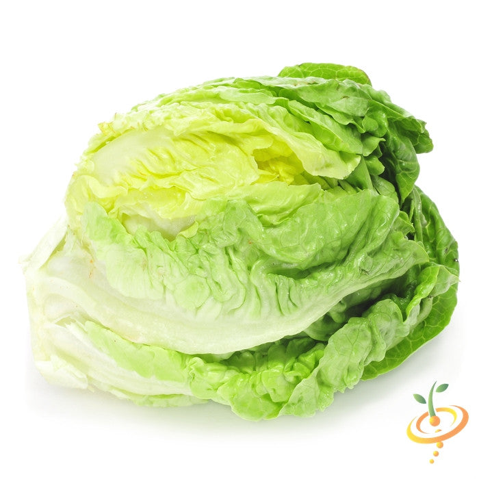 Lettuce - Crisphead - SeedsNow.com