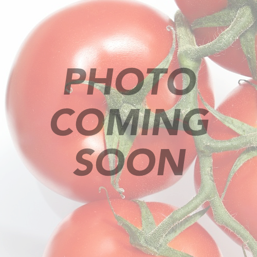Tomato - Thessaloniki (Indeterminate) - SeedsNow.com