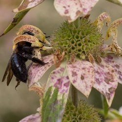 Flowers - Spotted Bee Balm, Wild Bergamot - SeedsNow.com