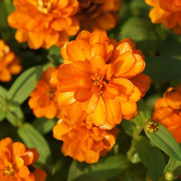 Flowers - Zinnia, Orange King